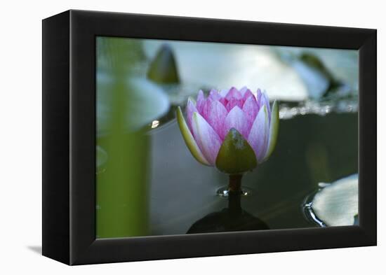 Water lily-Michael Scheufler-Framed Premier Image Canvas