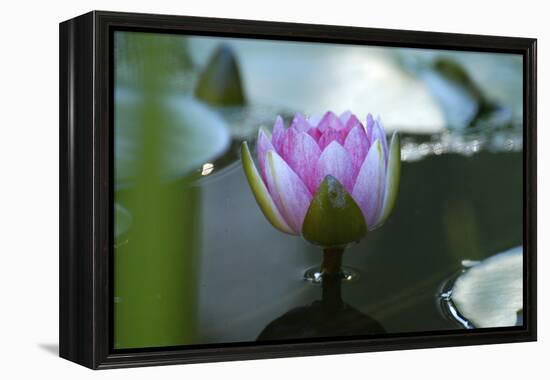 Water lily-Michael Scheufler-Framed Premier Image Canvas