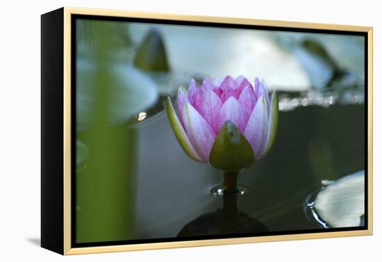 Water lily-Michael Scheufler-Framed Premier Image Canvas