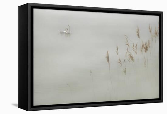 Water Margins-Adrian Campfield-Framed Premier Image Canvas