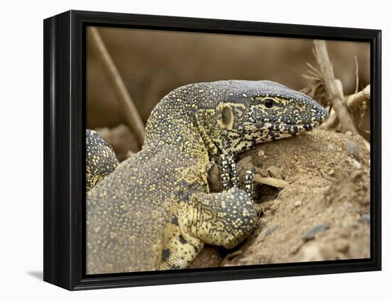 Water Monitor, Kruger National Park, South Africa, Africa-James Hager-Framed Premier Image Canvas