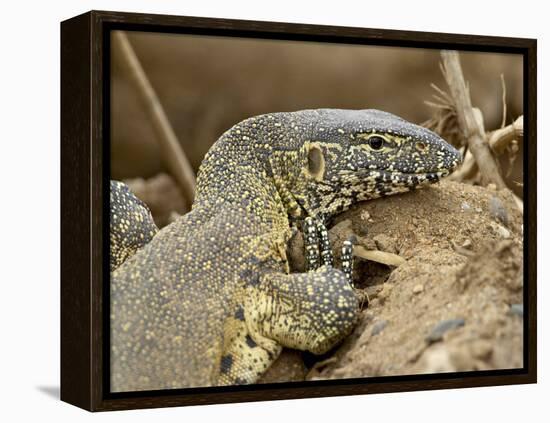 Water Monitor, Kruger National Park, South Africa, Africa-James Hager-Framed Premier Image Canvas