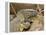 Water Monitor, Kruger National Park, South Africa, Africa-James Hager-Framed Premier Image Canvas