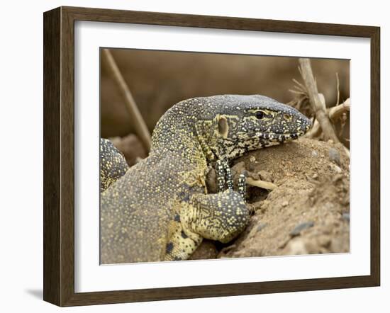 Water Monitor, Kruger National Park, South Africa, Africa-James Hager-Framed Photographic Print