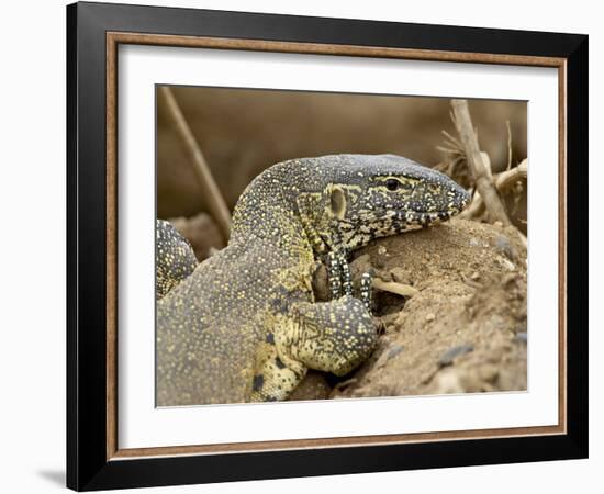 Water Monitor, Kruger National Park, South Africa, Africa-James Hager-Framed Photographic Print