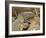 Water Monitor, Kruger National Park, South Africa, Africa-James Hager-Framed Photographic Print