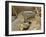 Water Monitor, Kruger National Park, South Africa, Africa-James Hager-Framed Photographic Print