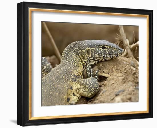 Water Monitor, Kruger National Park, South Africa, Africa-James Hager-Framed Photographic Print