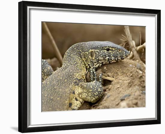 Water Monitor, Kruger National Park, South Africa, Africa-James Hager-Framed Photographic Print