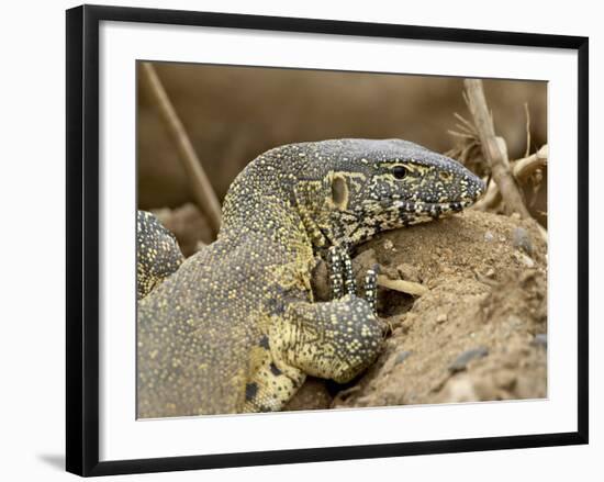 Water Monitor, Kruger National Park, South Africa, Africa-James Hager-Framed Photographic Print