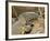 Water Monitor, Kruger National Park, South Africa, Africa-James Hager-Framed Photographic Print