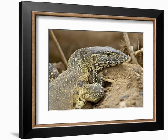 Water Monitor, Kruger National Park, South Africa, Africa-James Hager-Framed Photographic Print