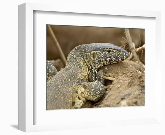 Water Monitor, Kruger National Park, South Africa, Africa-James Hager-Framed Photographic Print