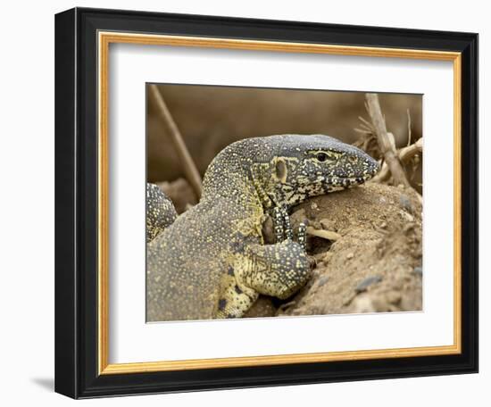 Water Monitor, Kruger National Park, South Africa, Africa-James Hager-Framed Photographic Print