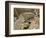 Water Monitor, Kruger National Park, South Africa, Africa-James Hager-Framed Photographic Print