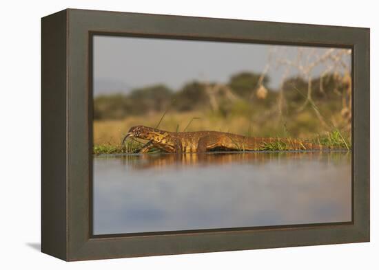 Water Monitor (Leguaan) (Varanus Niloticus), Zimanga Private Game Reserve, Kwazulu-Natal, Africa-Ann & Steve Toon-Framed Premier Image Canvas