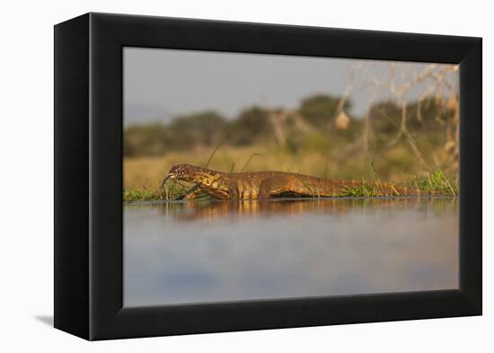 Water Monitor (Leguaan) (Varanus Niloticus), Zimanga Private Game Reserve, Kwazulu-Natal, Africa-Ann & Steve Toon-Framed Premier Image Canvas