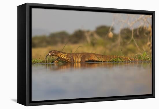 Water Monitor (Leguaan) (Varanus Niloticus), Zimanga Private Game Reserve, Kwazulu-Natal, Africa-Ann & Steve Toon-Framed Premier Image Canvas