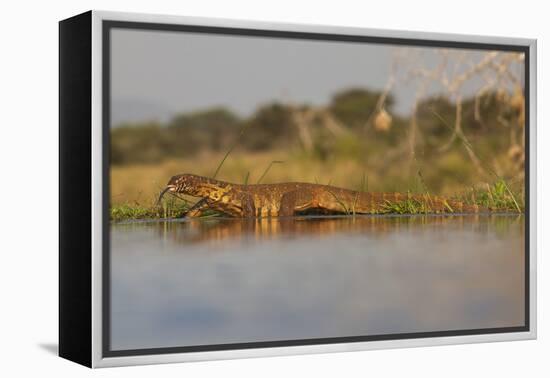 Water Monitor (Leguaan) (Varanus Niloticus), Zimanga Private Game Reserve, Kwazulu-Natal, Africa-Ann & Steve Toon-Framed Premier Image Canvas