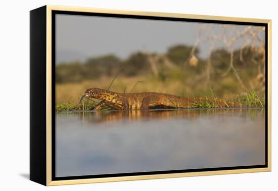 Water Monitor (Leguaan) (Varanus Niloticus), Zimanga Private Game Reserve, Kwazulu-Natal, Africa-Ann & Steve Toon-Framed Premier Image Canvas