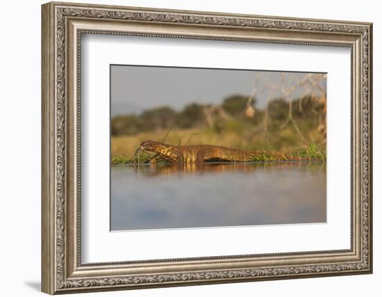 Water Monitor (Leguaan) (Varanus Niloticus), Zimanga Private Game Reserve, Kwazulu-Natal, Africa-Ann & Steve Toon-Framed Photographic Print