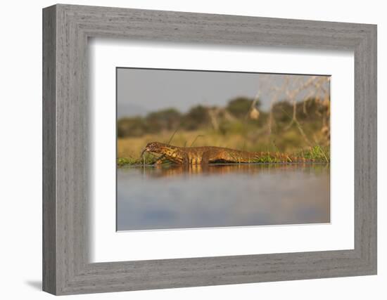 Water Monitor (Leguaan) (Varanus Niloticus), Zimanga Private Game Reserve, Kwazulu-Natal, Africa-Ann & Steve Toon-Framed Photographic Print