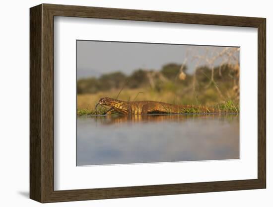 Water Monitor (Leguaan) (Varanus Niloticus), Zimanga Private Game Reserve, Kwazulu-Natal, Africa-Ann & Steve Toon-Framed Photographic Print