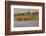 Water Monitor (Leguaan) (Varanus Niloticus), Zimanga Private Game Reserve, Kwazulu-Natal, Africa-Ann & Steve Toon-Framed Photographic Print