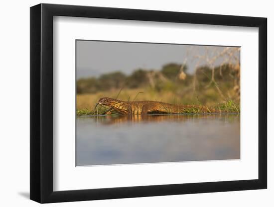 Water Monitor (Leguaan) (Varanus Niloticus), Zimanga Private Game Reserve, Kwazulu-Natal, Africa-Ann & Steve Toon-Framed Photographic Print