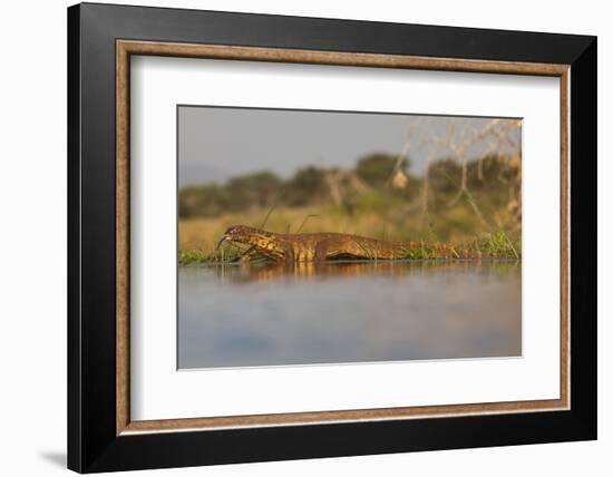 Water Monitor (Leguaan) (Varanus Niloticus), Zimanga Private Game Reserve, Kwazulu-Natal, Africa-Ann & Steve Toon-Framed Photographic Print