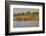 Water Monitor (Leguaan) (Varanus Niloticus), Zimanga Private Game Reserve, Kwazulu-Natal, Africa-Ann & Steve Toon-Framed Photographic Print