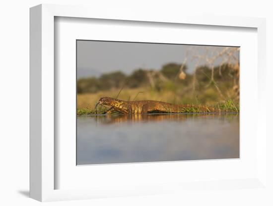 Water Monitor (Leguaan) (Varanus Niloticus), Zimanga Private Game Reserve, Kwazulu-Natal, Africa-Ann & Steve Toon-Framed Photographic Print