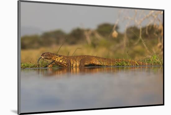 Water Monitor (Leguaan) (Varanus Niloticus), Zimanga Private Game Reserve, Kwazulu-Natal, Africa-Ann & Steve Toon-Mounted Photographic Print