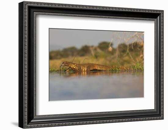 Water Monitor (Leguaan) (Varanus Niloticus), Zimanga Private Game Reserve, Kwazulu-Natal, Africa-Ann & Steve Toon-Framed Photographic Print