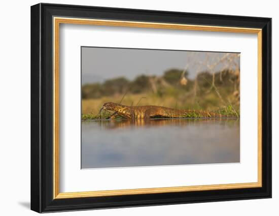 Water Monitor (Leguaan) (Varanus Niloticus), Zimanga Private Game Reserve, Kwazulu-Natal, Africa-Ann & Steve Toon-Framed Photographic Print