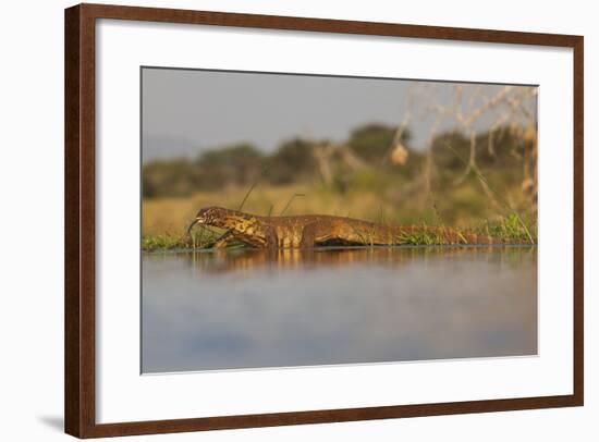 Water Monitor (Leguaan) (Varanus Niloticus), Zimanga Private Game Reserve, Kwazulu-Natal, Africa-Ann & Steve Toon-Framed Photographic Print