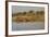 Water Monitor (Leguaan) (Varanus Niloticus), Zimanga Private Game Reserve, Kwazulu-Natal, Africa-Ann & Steve Toon-Framed Photographic Print