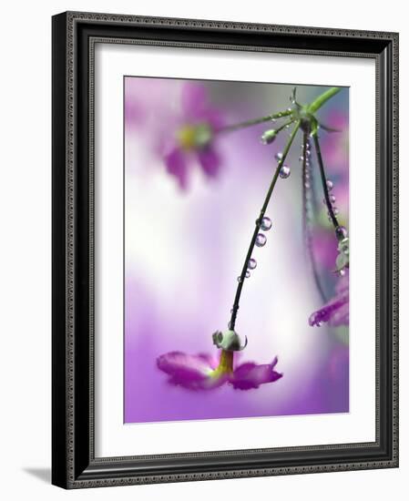 Water Pearls-Heidi Westum-Framed Photographic Print