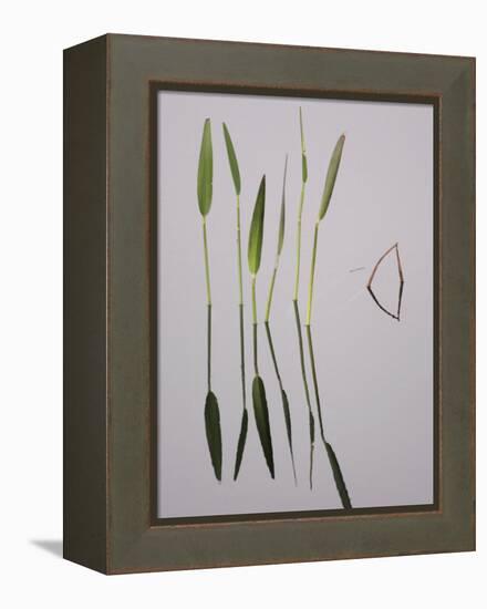 Water Plants Create Mirror Reflections in the Viera Wetlands, Melbourne, Florida, USA-Arthur Morris-Framed Premier Image Canvas