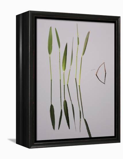 Water Plants Create Mirror Reflections in the Viera Wetlands, Melbourne, Florida, USA-Arthur Morris-Framed Premier Image Canvas