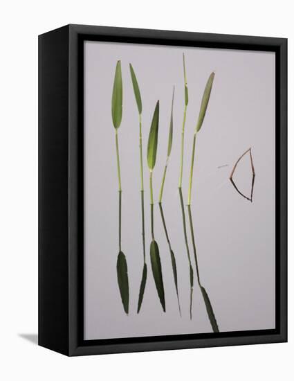Water Plants Create Mirror Reflections in the Viera Wetlands, Melbourne, Florida, USA-Arthur Morris-Framed Premier Image Canvas