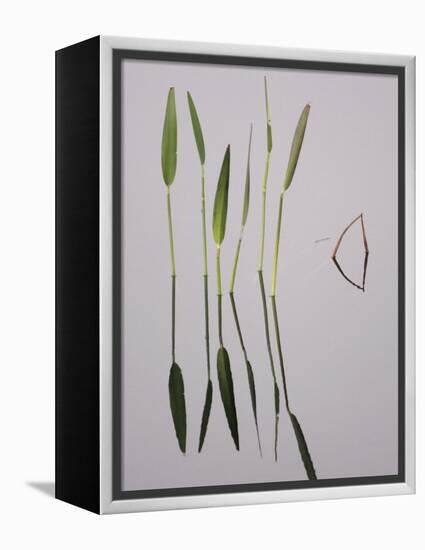 Water Plants Create Mirror Reflections in the Viera Wetlands, Melbourne, Florida, USA-Arthur Morris-Framed Premier Image Canvas