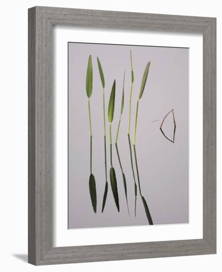 Water Plants Create Mirror Reflections in the Viera Wetlands, Melbourne, Florida, USA-Arthur Morris-Framed Photographic Print