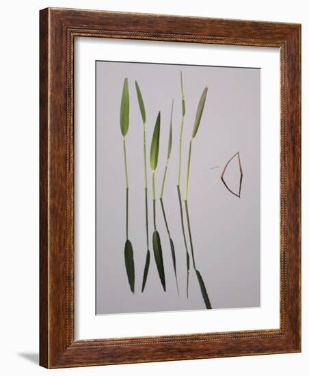 Water Plants Create Mirror Reflections in the Viera Wetlands, Melbourne, Florida, USA-Arthur Morris-Framed Photographic Print