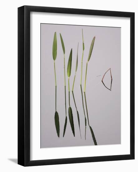 Water Plants Create Mirror Reflections in the Viera Wetlands, Melbourne, Florida, USA-Arthur Morris-Framed Photographic Print