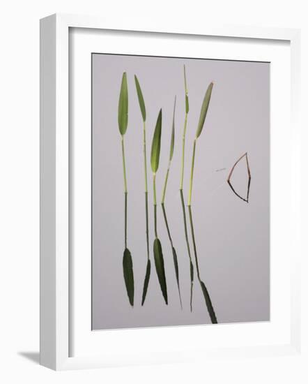 Water Plants Create Mirror Reflections in the Viera Wetlands, Melbourne, Florida, USA-Arthur Morris-Framed Photographic Print