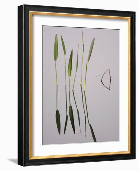 Water Plants Create Mirror Reflections in the Viera Wetlands, Melbourne, Florida, USA-Arthur Morris-Framed Photographic Print