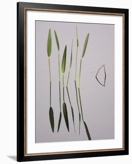 Water Plants Create Mirror Reflections in the Viera Wetlands, Melbourne, Florida, USA-Arthur Morris-Framed Photographic Print