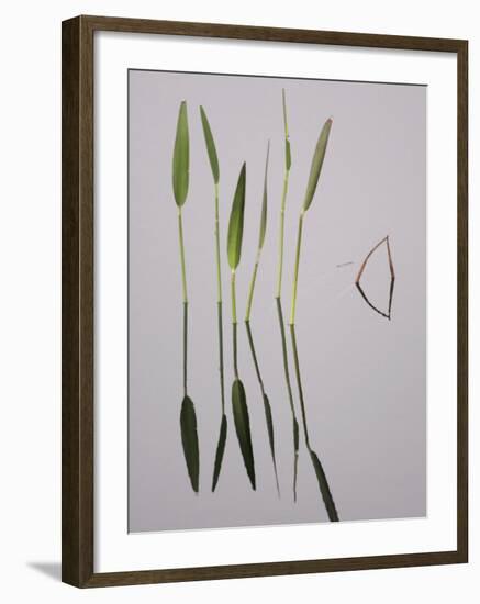 Water Plants Create Mirror Reflections in the Viera Wetlands, Melbourne, Florida, USA-Arthur Morris-Framed Photographic Print