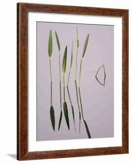 Water Plants Create Mirror Reflections in the Viera Wetlands, Melbourne, Florida, USA-Arthur Morris-Framed Photographic Print